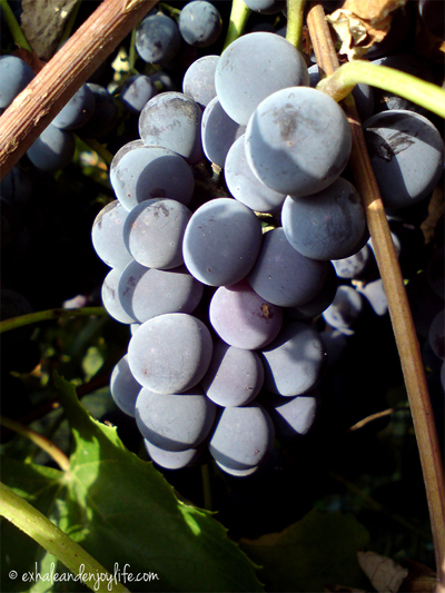 grapes