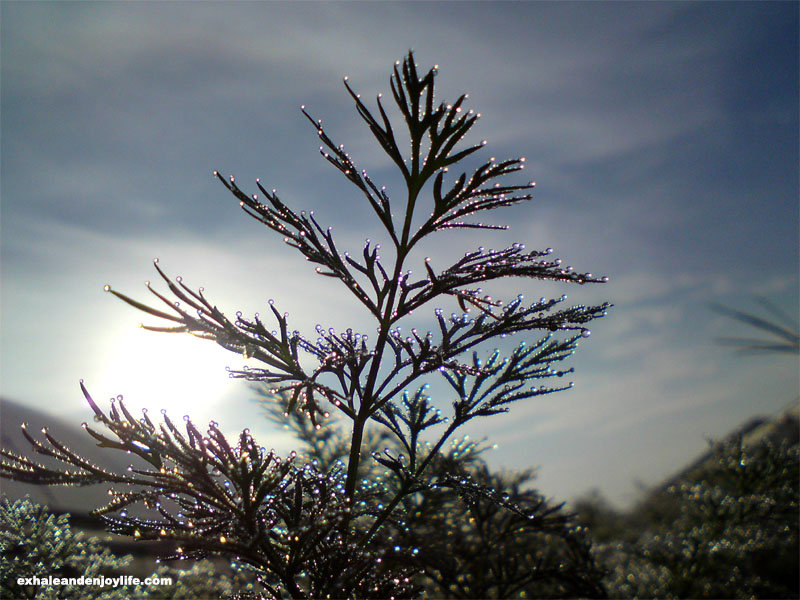 Dill in the garden