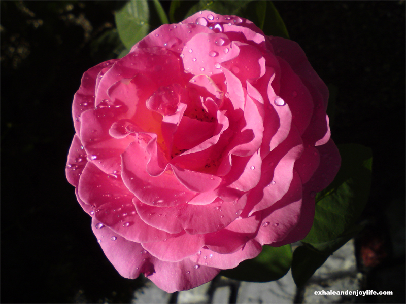 Pink rose