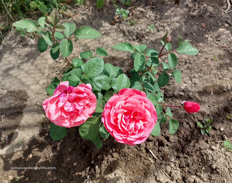 roses in the garden