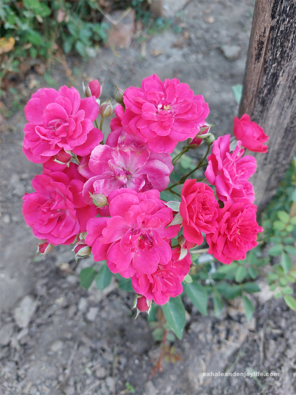 red roses